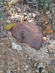 Trilophidia annulata