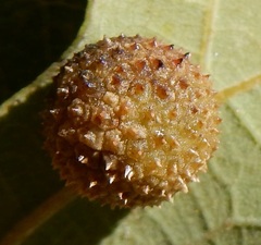 Acraspis quercushirta