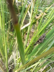 Trilophidia annulata