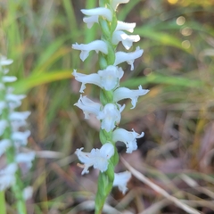 Spiranthes
