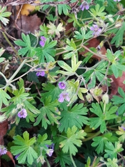 Geranium pusillum