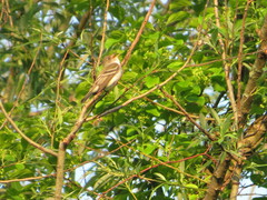 Empidonax traillii