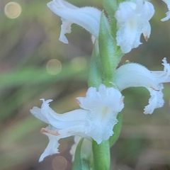 Spiranthes