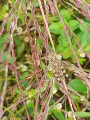 Trilophidia annulata