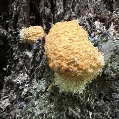 Fuligo septica