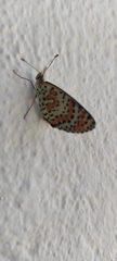 Melitaea didyma