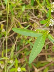Spathosternum prasiniferum