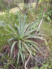 Furcraea