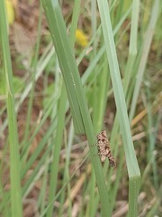 Trilophidia annulata