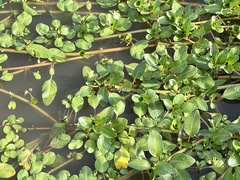 Ludwigia peploides