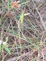 Atractomorpha lata