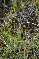 Cardamine polemonioides