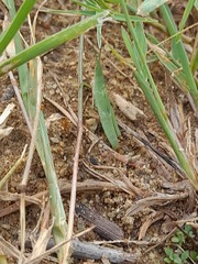 Atractomorpha lata