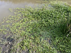 Ludwigia peploides