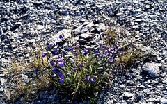 Campanula rotundifolia