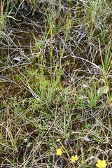 Cardamine polemonioides