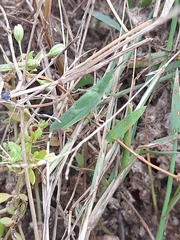 Atractomorpha lata