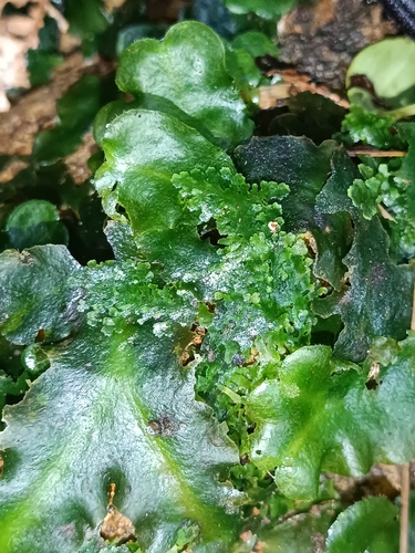 Riccardia digitiloba