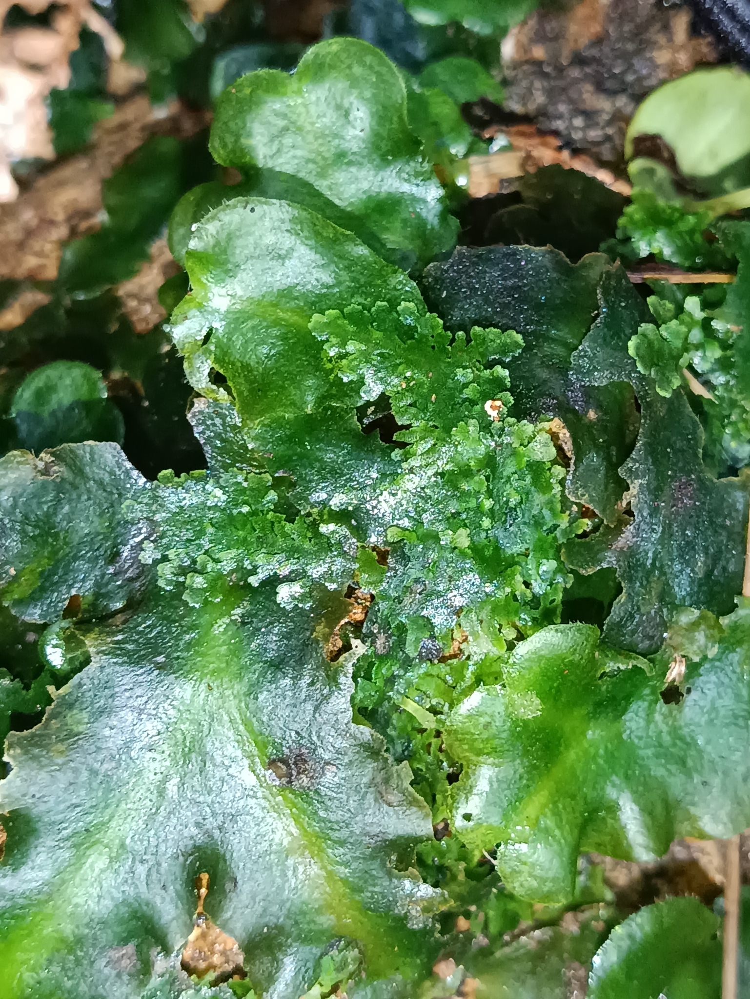 Riccardia digitiloba
