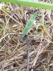 Atractomorpha lata