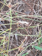 Trilophidia annulata