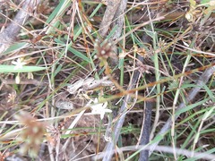 Trilophidia annulata