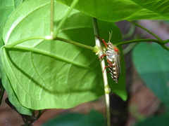 Peromatus