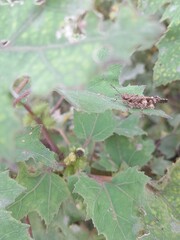 Trilophidia annulata