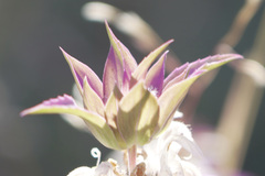 Monarda viridissima