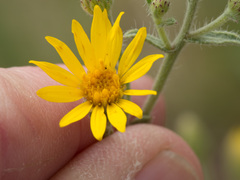 Heterotheca hirsutissima