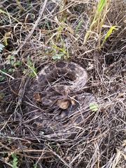 Crotalus ravus