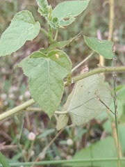 Atractomorpha lata