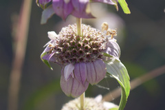 Monarda viridissima