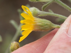 Heterotheca hirsutissima