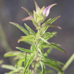 Monarda viridissima