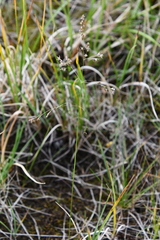 Deschampsia cespitosa