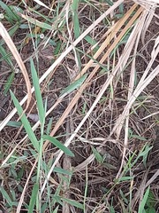 Atractomorpha lata