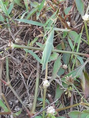 Atractomorpha lata