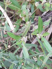 Atractomorpha lata