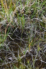 Deschampsia cespitosa