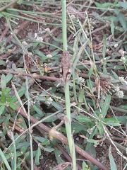 Trilophidia annulata