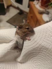 Apodemus sylvaticus