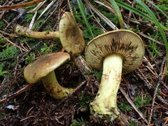 Cortinarius atrovirens