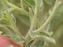 Heterotheca hirsutissima