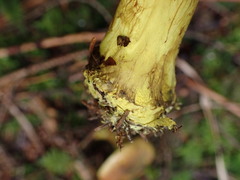 Cortinarius atrovirens