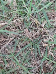 Trilophidia annulata