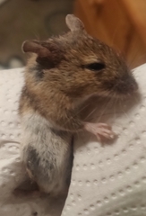 Apodemus sylvaticus