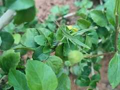 Atractomorpha lata