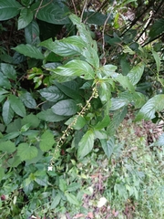 Gonzalagunia hirsuta