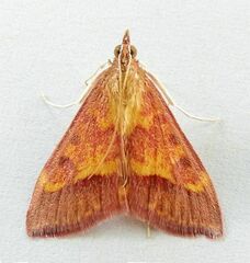 Pyrausta arizonicalis